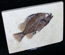 Nice Priscacara Fossil Fish - Green River Formation #12180-1